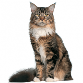 Adult Neutered Cat 1.5 kg, 3 kg 